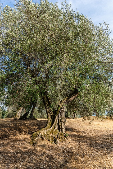 Aerial view of a sprawling Mediterranean olive grove with ancient gnarled olive trees casting long shadows in golden afternoon light, with rolling hills and a small stone farmhouse in the distance