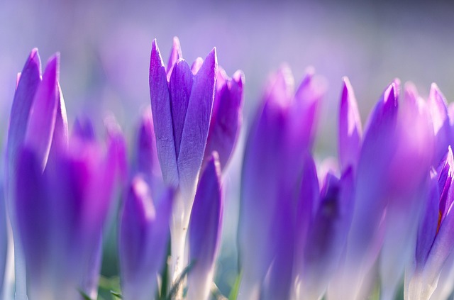Close-up of weathered hands of an elderly farmer carefully picking ripe saffron crocus flowers in a sunlit field in Iran with purple blooms stretching to the horizon